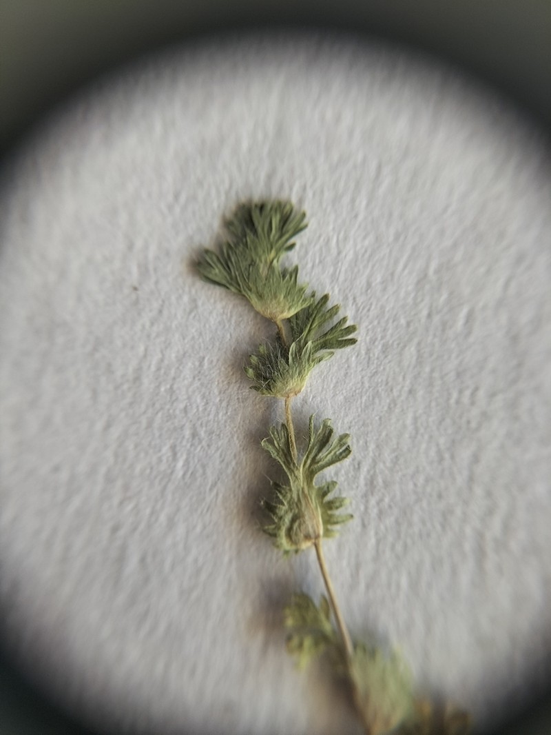 Alchemilla floribunda photo 5