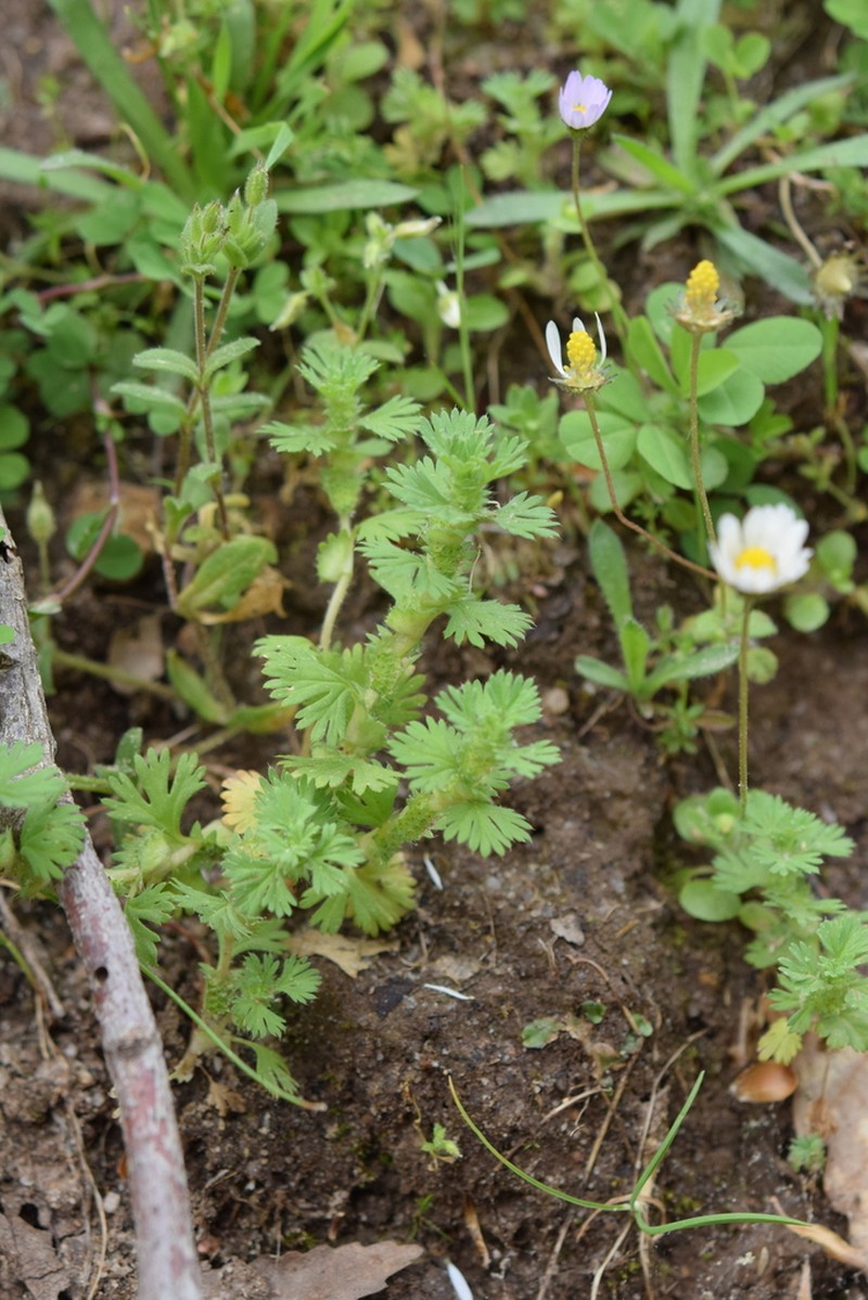 Alchemilla floribunda photo 6