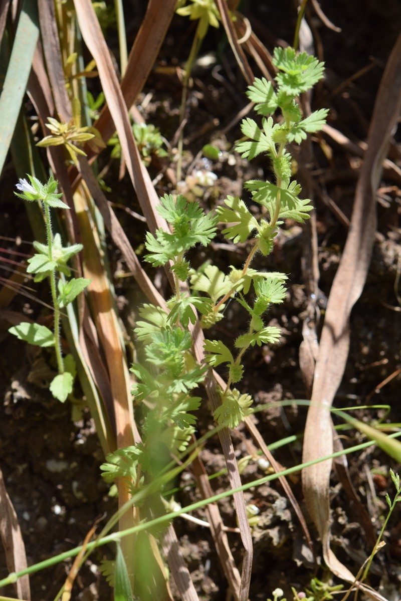 Alchemilla floribunda photo 8