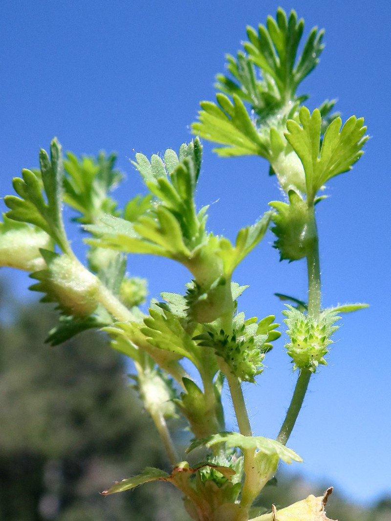 Alchemilla floribunda