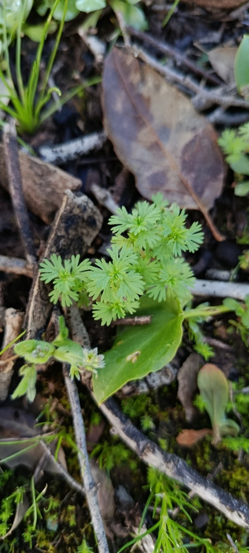 Alchemilla floribunda photo 2