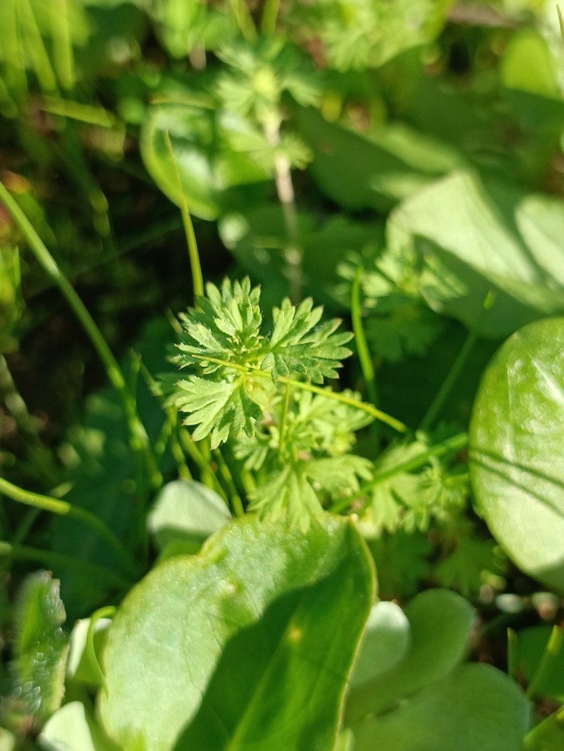 Alchemilla floribunda photo 3