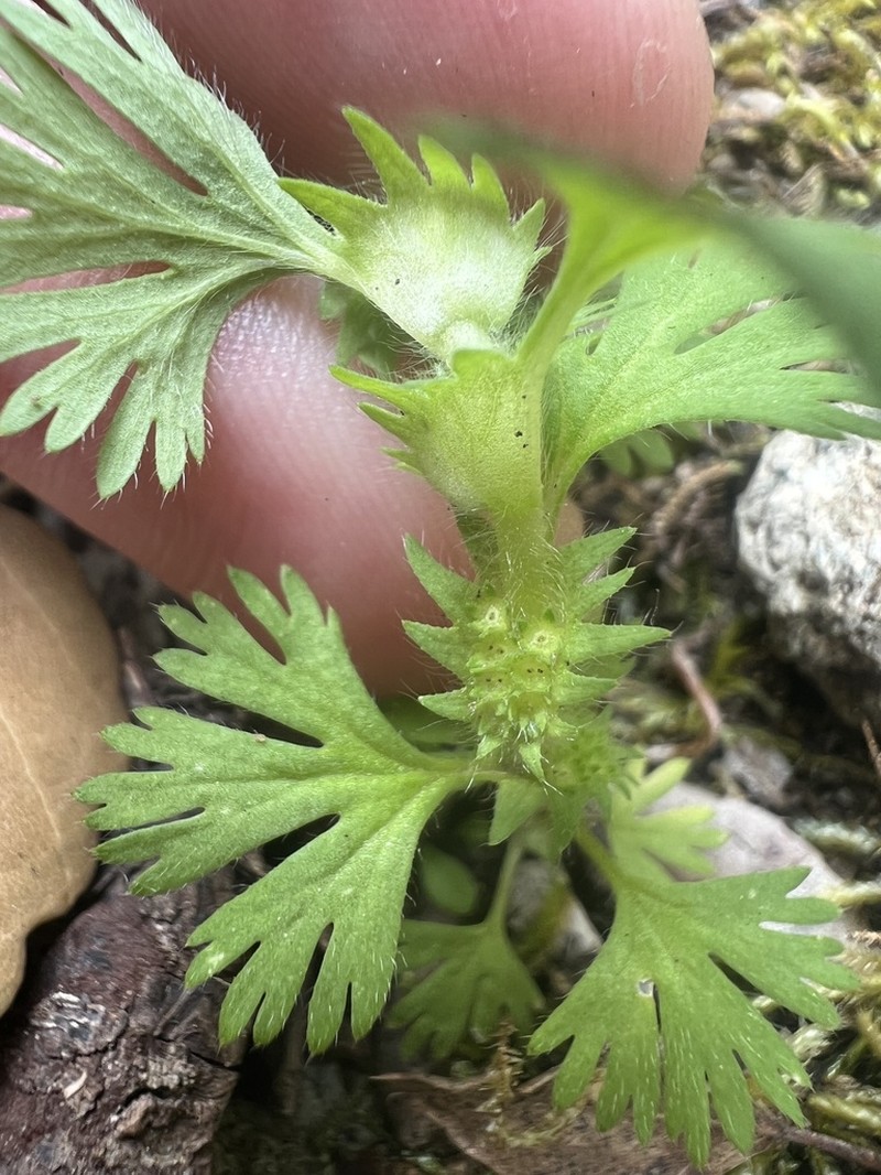 Alchemilla floribunda photo 4
