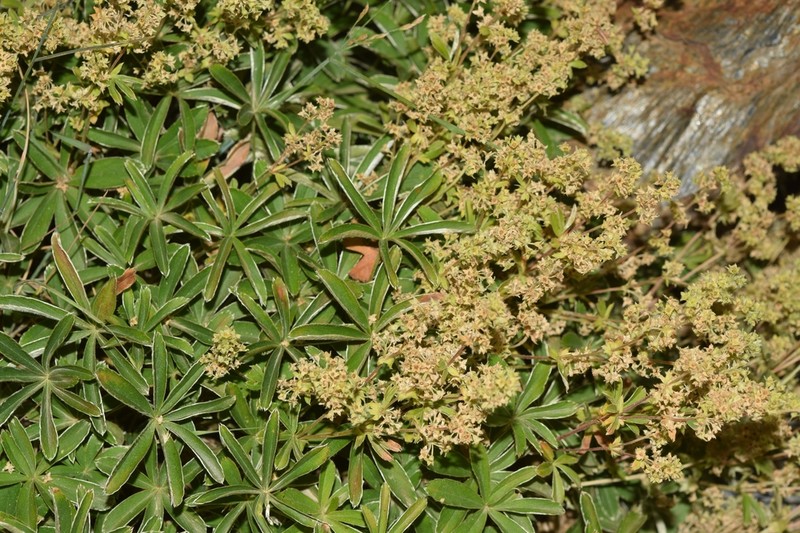 Alchemilla fontqueri photo 4