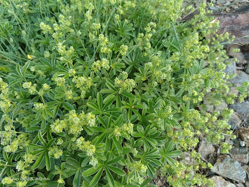 Alchemilla fontqueri