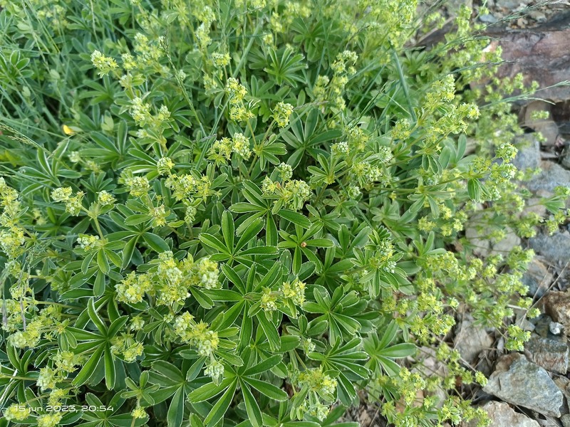 Alchemilla fontqueri photo 2