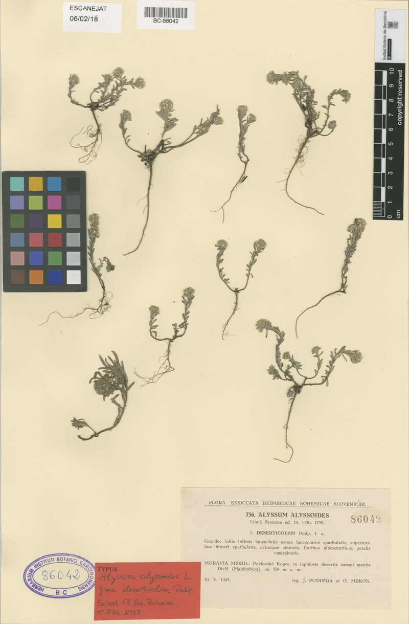 Alchemilla fontqueri photo 3