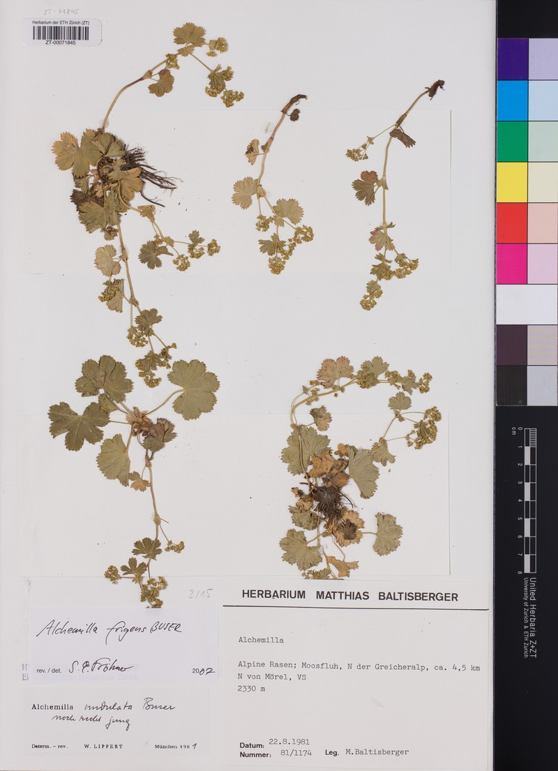 Alchemilla frigens