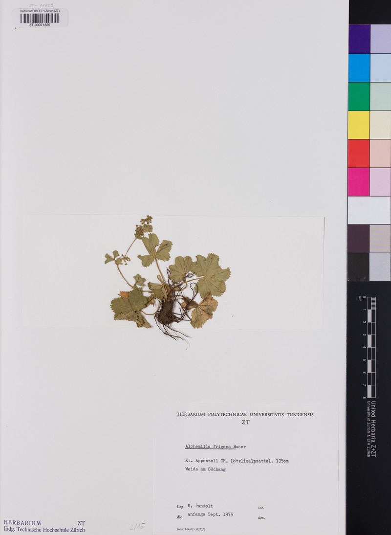 Alchemilla frigens photo 2