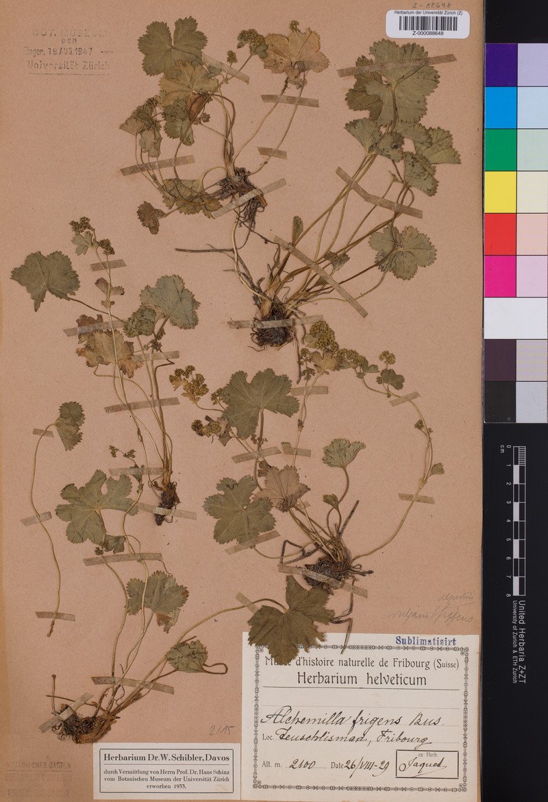 Alchemilla frigens photo 3
