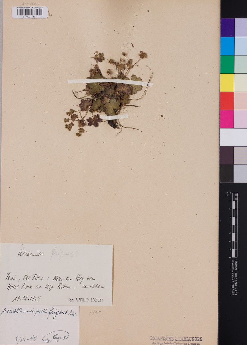Alchemilla frigens photo 4