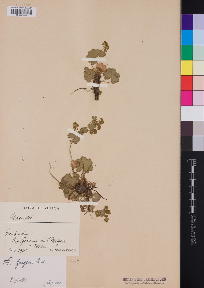 Alchemilla frigens photo 5