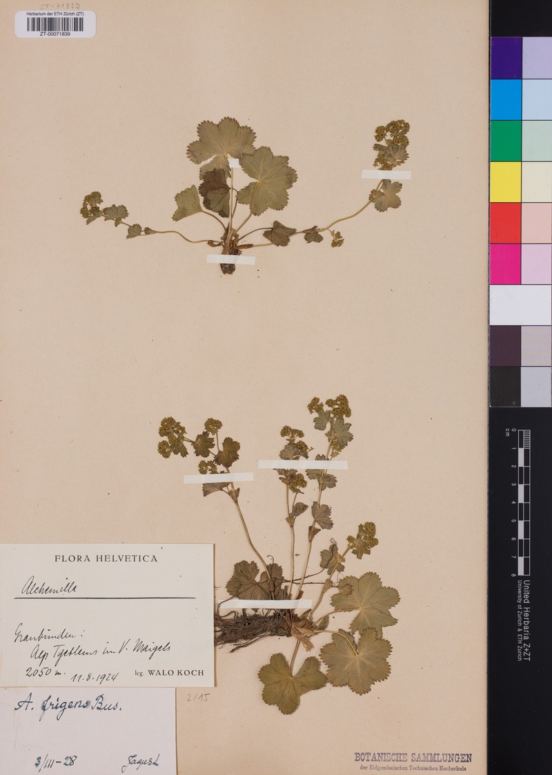 Alchemilla frigens photo 6