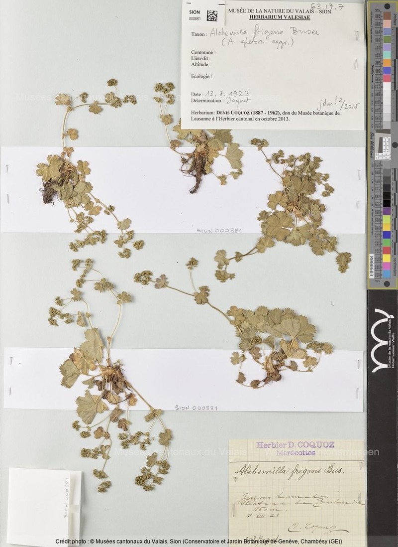 Alchemilla frigens photo 7