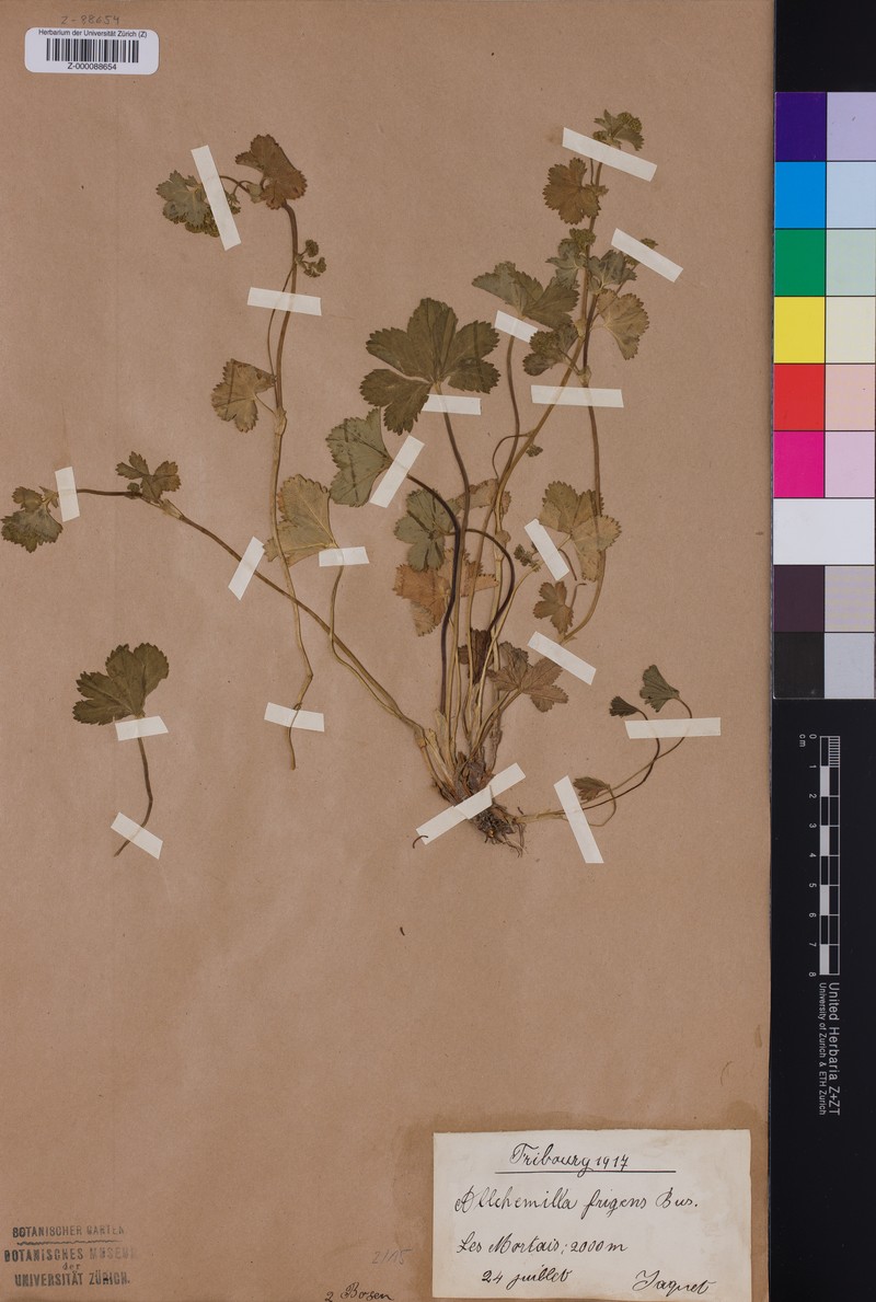 Alchemilla frigens photo 8