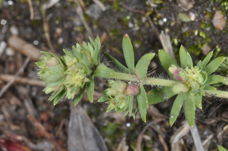 Alchemilla frigida