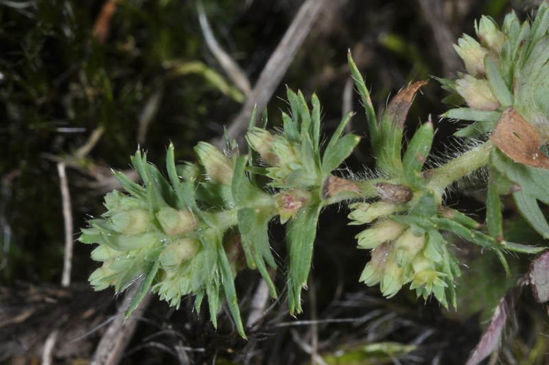 Alchemilla frigida photo 2