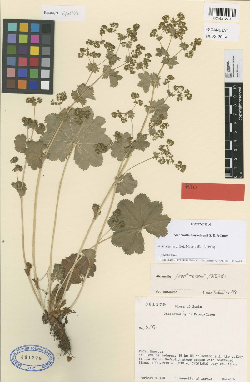 Alchemilla frost-olsenii