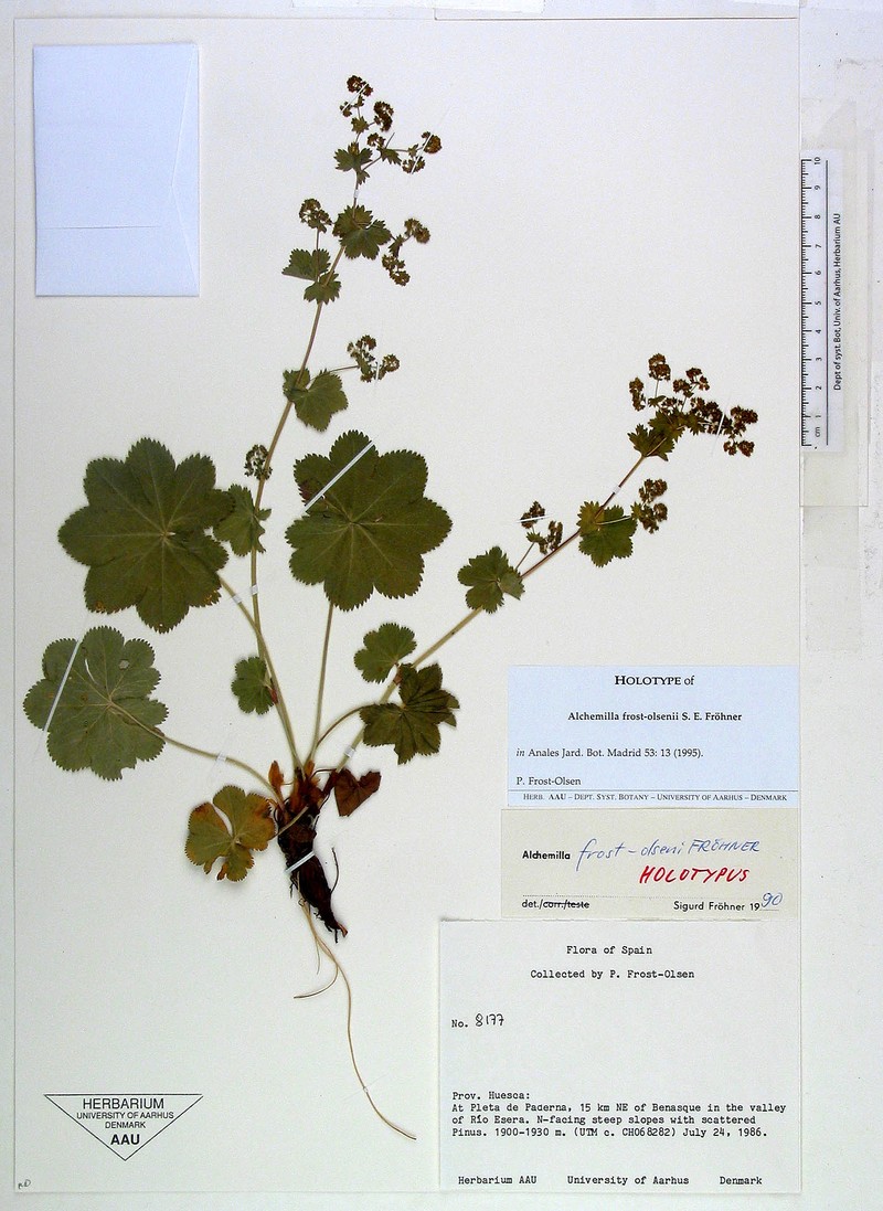 Alchemilla frost-olsenii photo 2