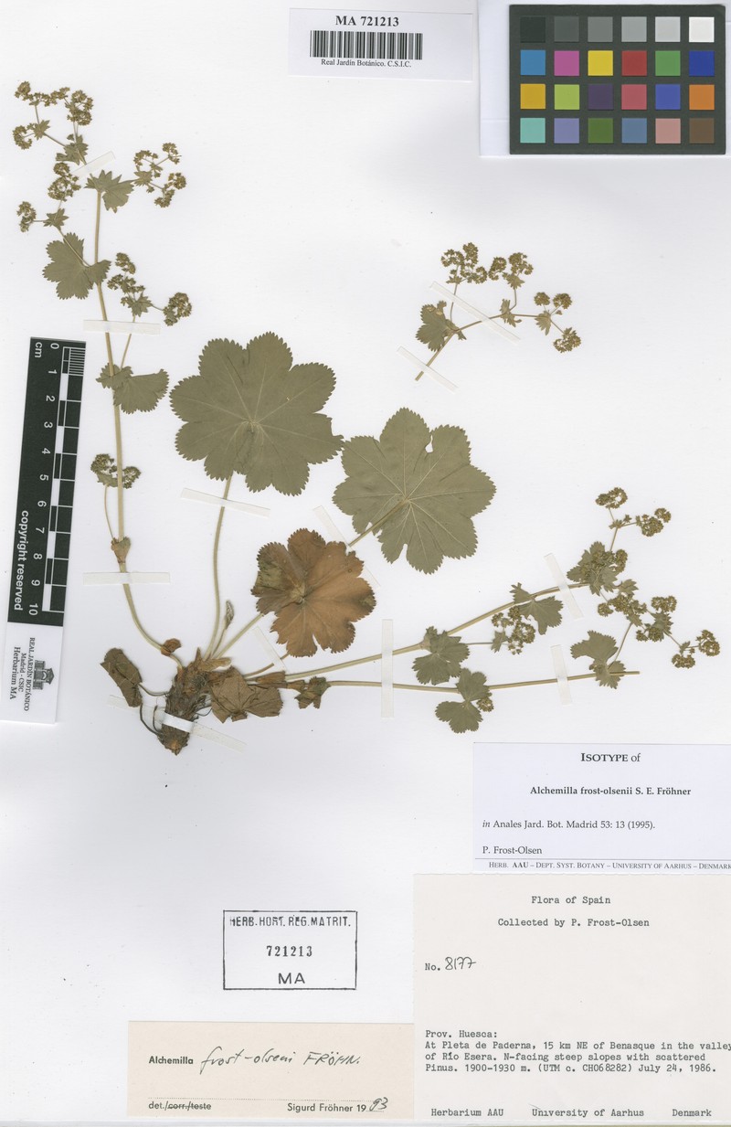 Alchemilla frost-olsenii photo 3