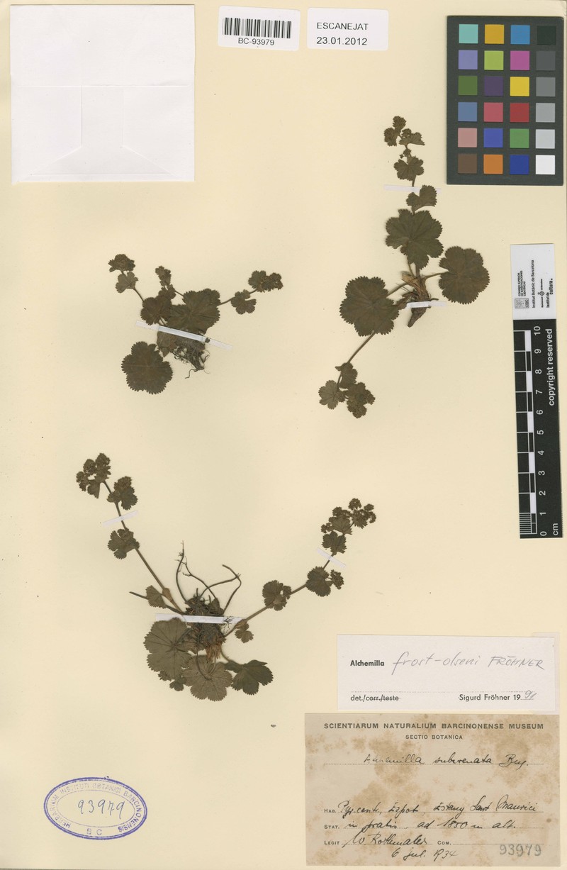 Alchemilla frost-olsenii photo 4