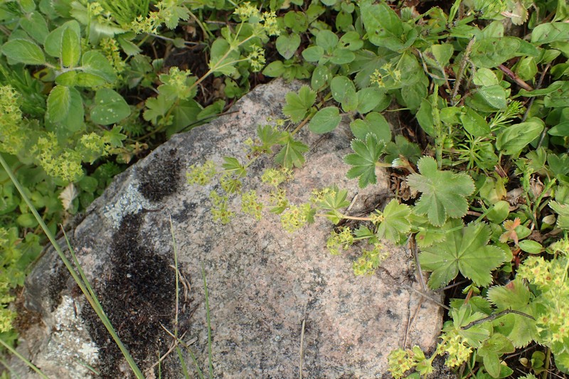 Alchemilla fulgens
