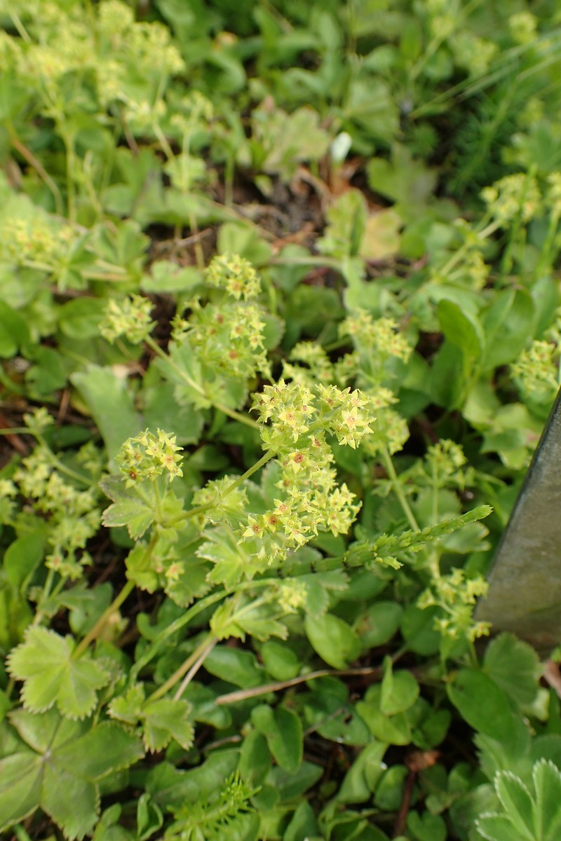 Alchemilla fulgens photo 2