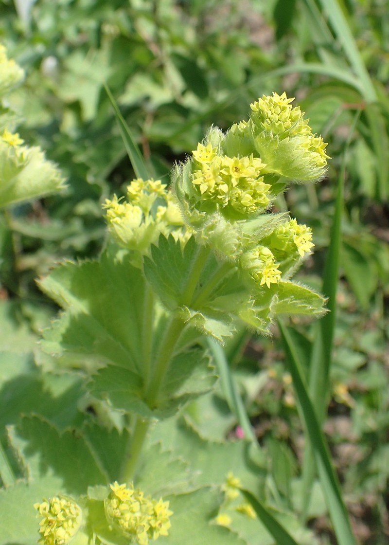 Alchemilla fulgens photo 3