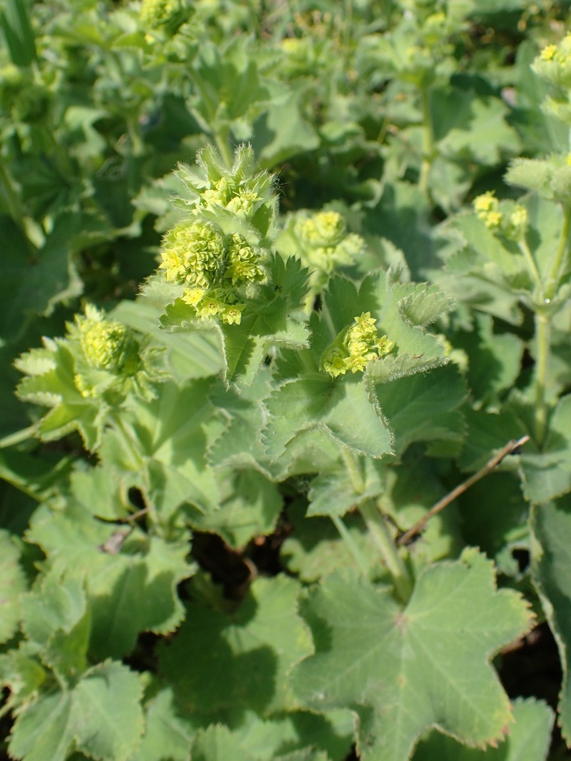 Alchemilla fulgens photo 4