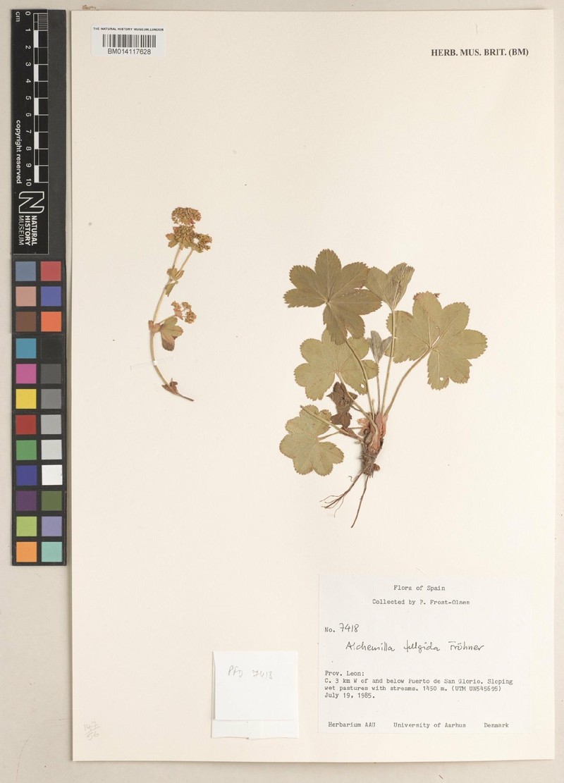 Alchemilla fulgida