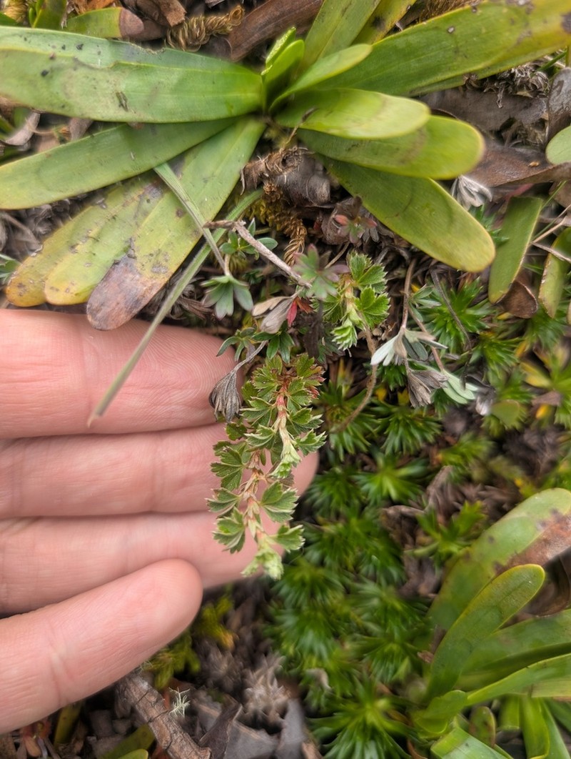 Alchemilla fulvescens photo 2
