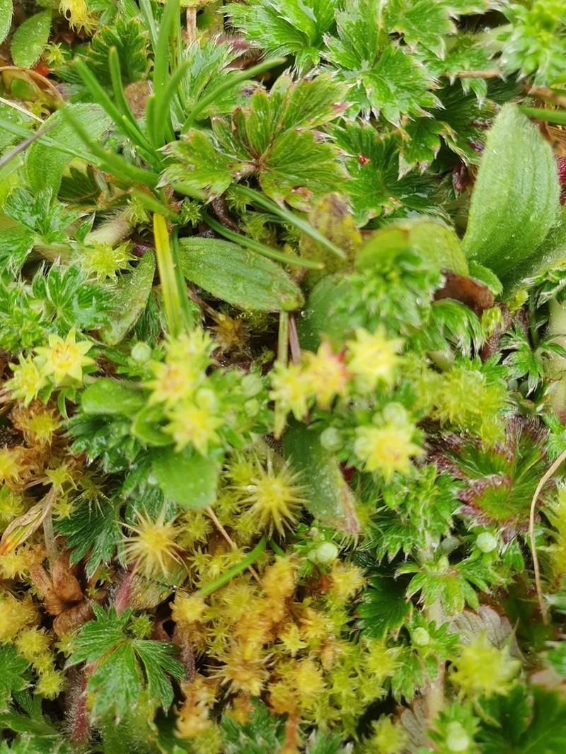Alchemilla fulvescens photo 3