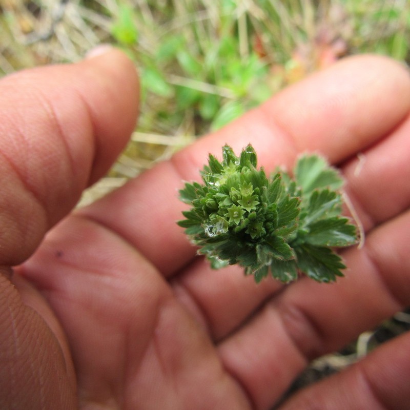 Alchemilla fulvescens photo 4