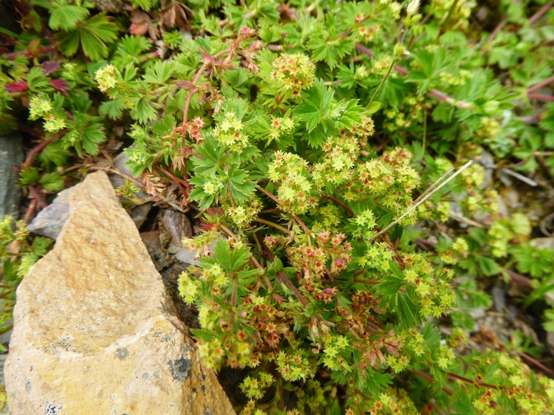 Alchemilla fulvescens photo 5