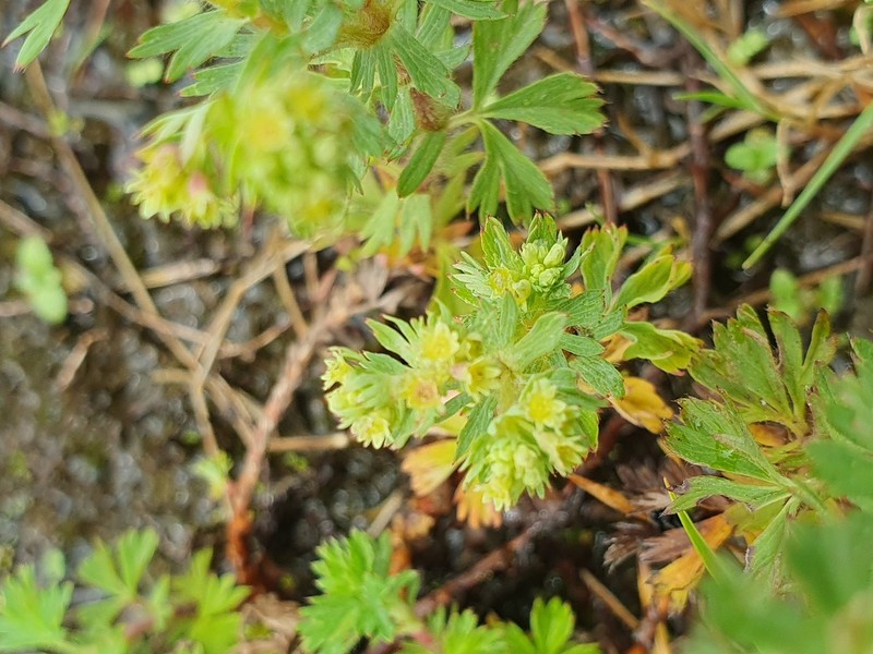 Alchemilla fulvescens photo 6
