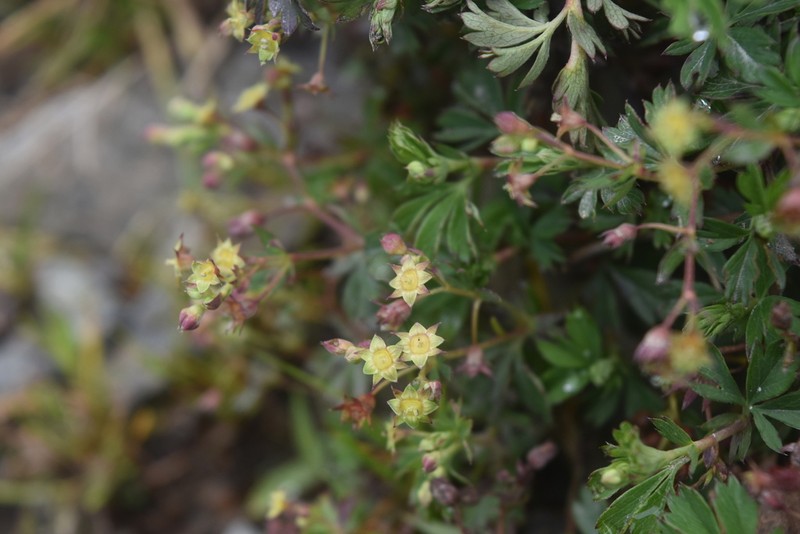 Alchemilla fulvescens photo 7