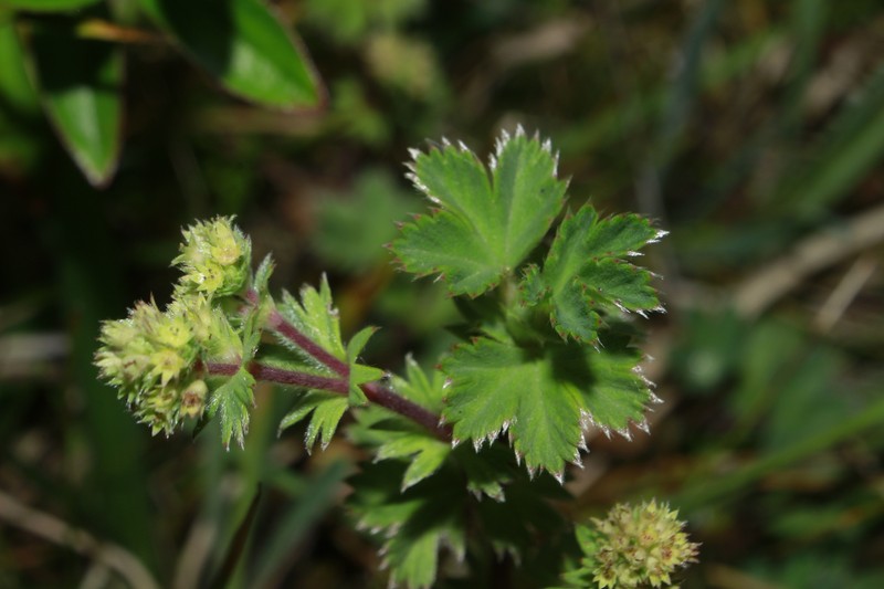 Alchemilla fulvescens photo 8