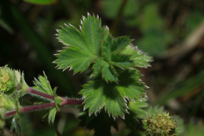 Alchemilla fulvescens photo 2