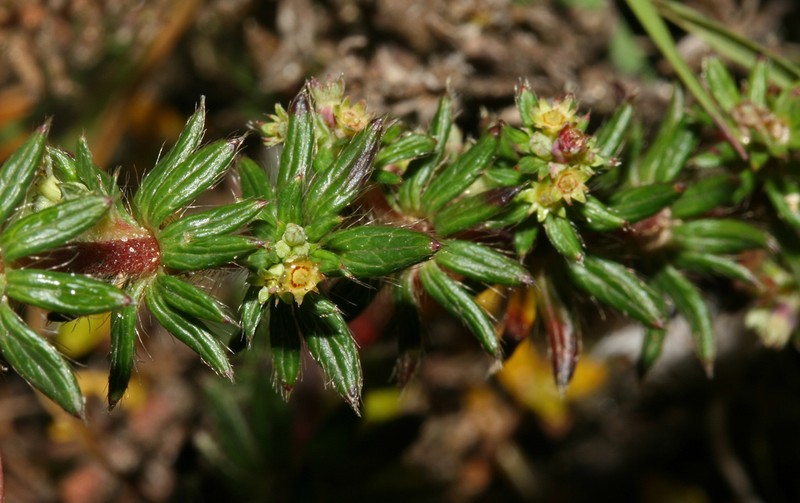 Alchemilla galioides