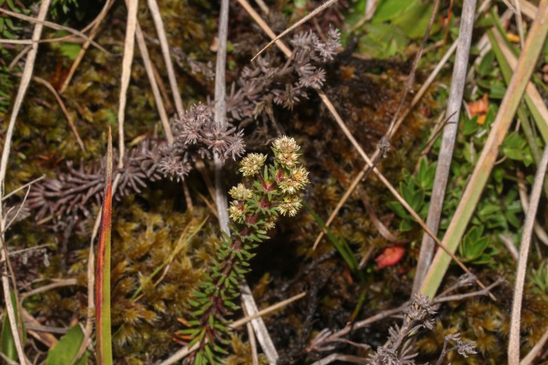 Alchemilla galioides photo 2