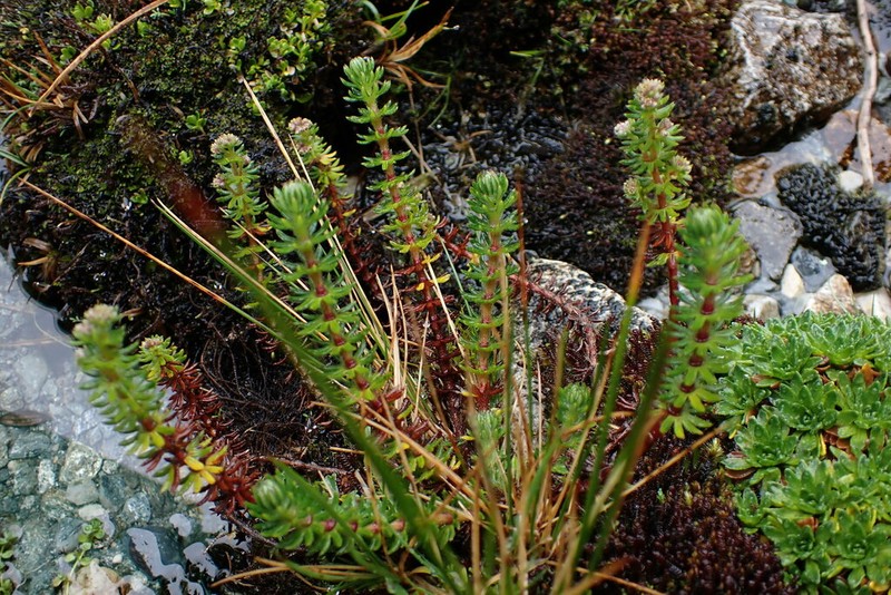 Alchemilla galioides photo 3