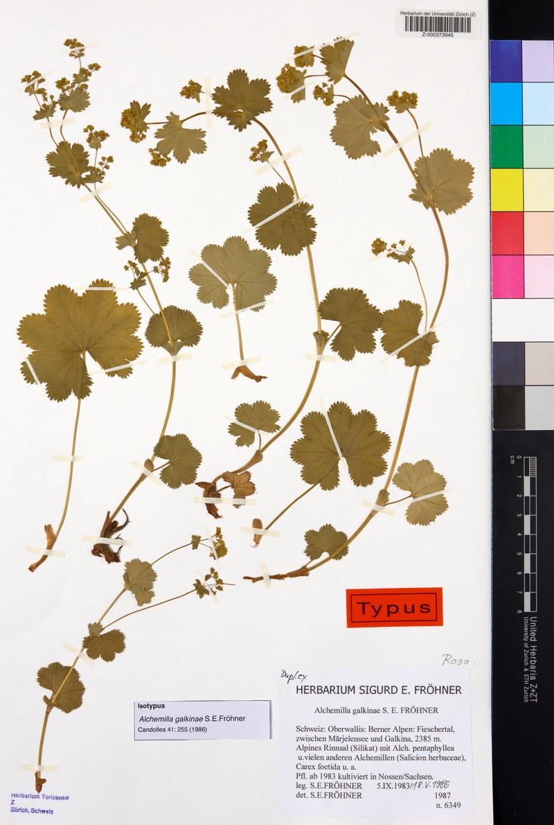 Alchemilla galkinae