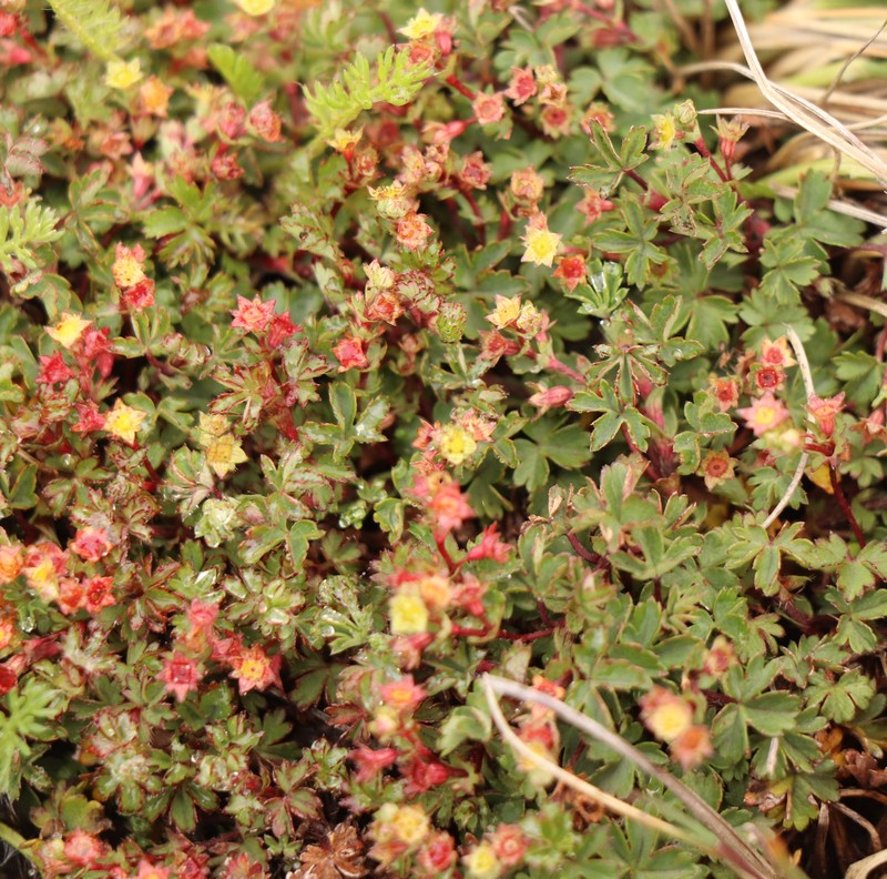 Alchemilla galpinii photo 4