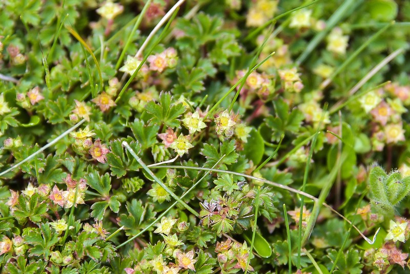 Alchemilla galpinii