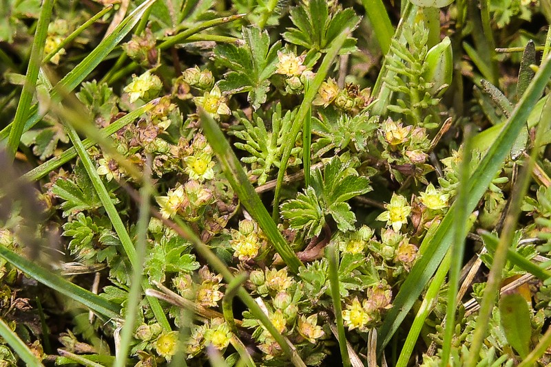 Alchemilla galpinii photo 3