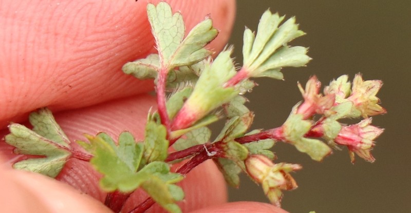 Alchemilla galpinii photo 4