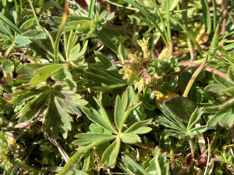 Alchemilla gemmia
