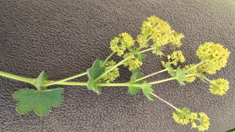 Alchemilla gibberulosa