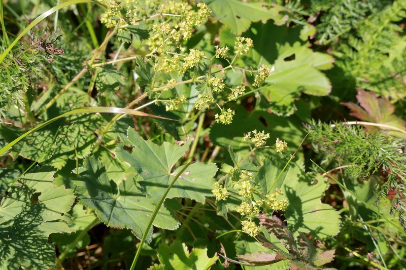 Alchemilla gibberulosa photo 2