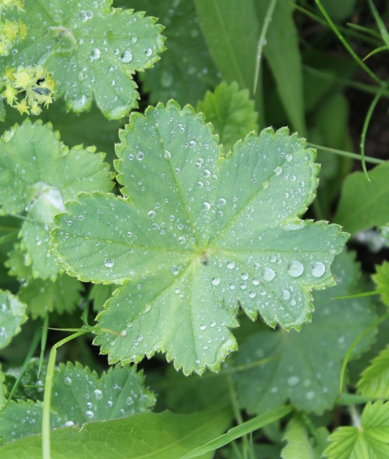 Alchemilla gibberulosa photo 3